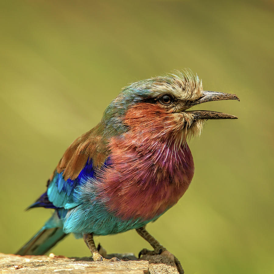 Lilac Breasted Roller Photograph by Steven Upton