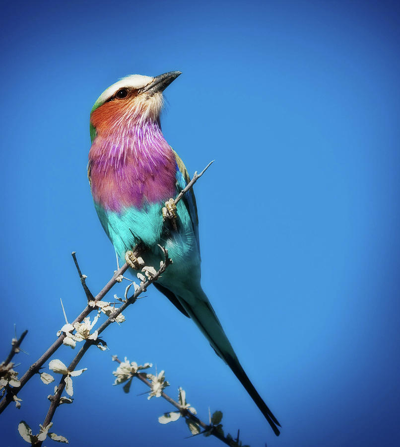 Wildlife Photograph - Lilac-breasted roller by Sylvia J Zarco