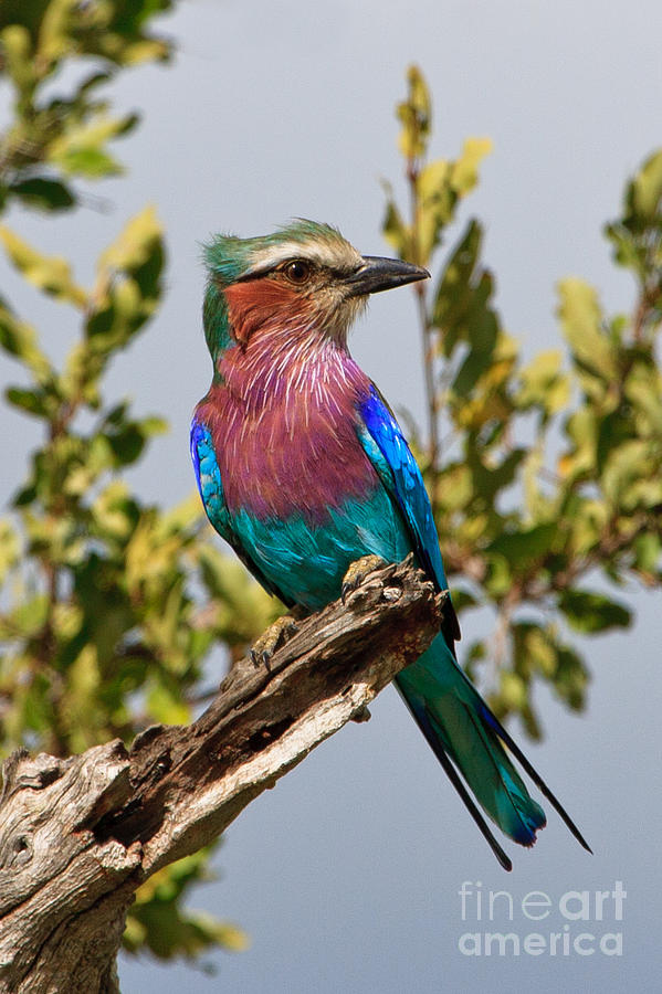 Lilac Breasted Roller Vertical Photograph by Jennifer Ludlum