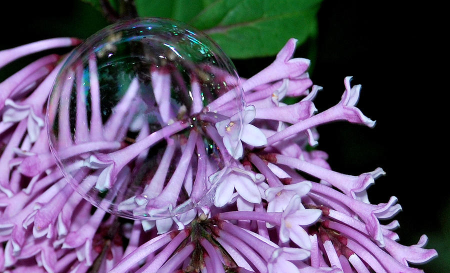 Lilac Bubble Photograph by Marilynne Bull