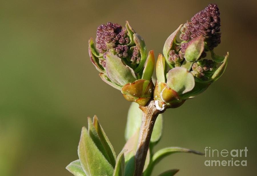 Lilac Bud Photograph by Randy Bodkins