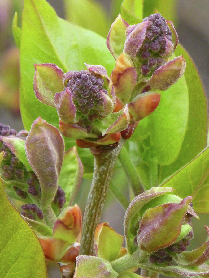Lilac Buds Photograph by Cris Fulton