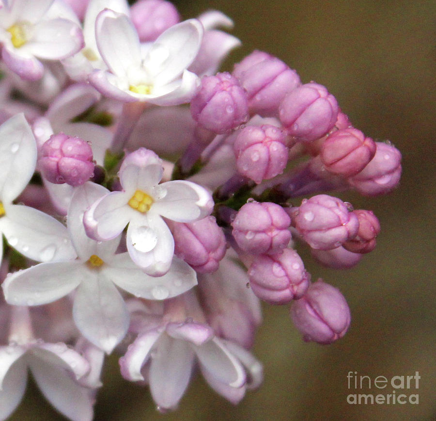 Lilac Buds and Blooms Photograph by Ann E Robson