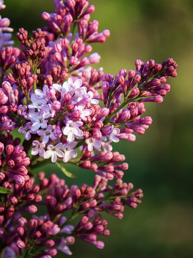 Lilac Buds and Blooms Macro Photograph by Joni Eskridge