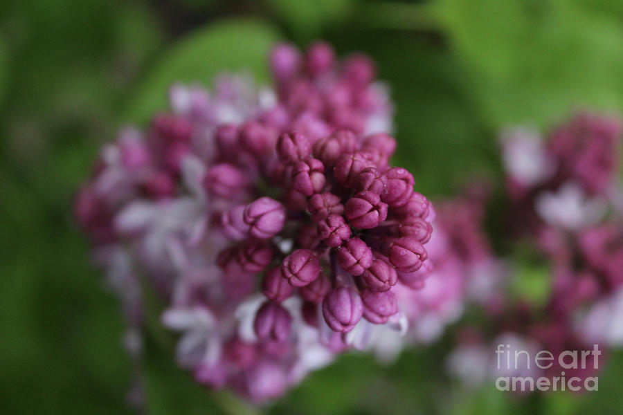 Lilac Buds Photograph by Ann E Robson