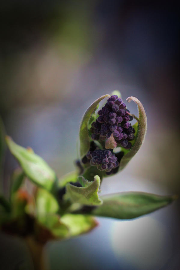 Lilac Buds Photograph by Scott Carlton