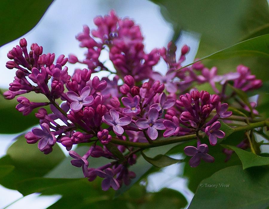 Lilac Buds Photograph by Tracey Vivar