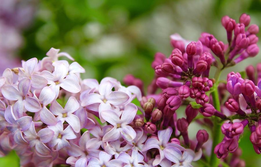 Lilac Bush Blooms and Buds Photograph by M E
