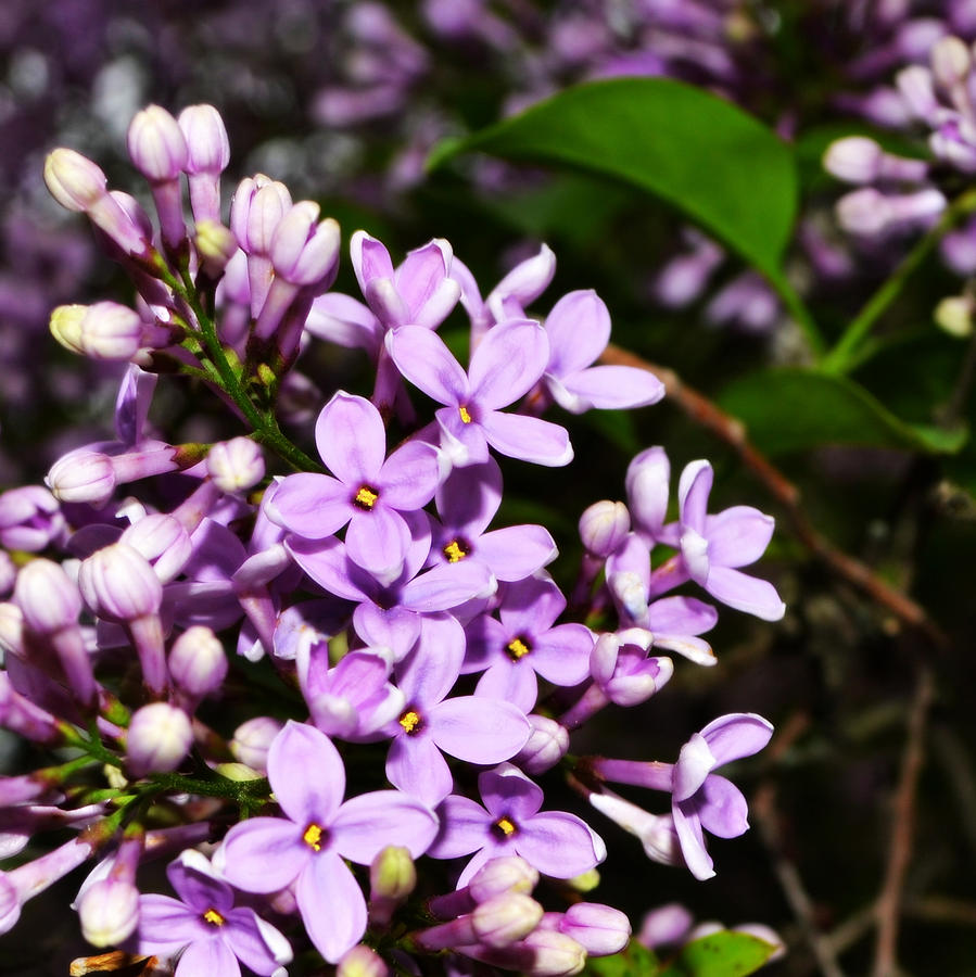 Lilac Bush in Spring Photograph by Michelle Calkins