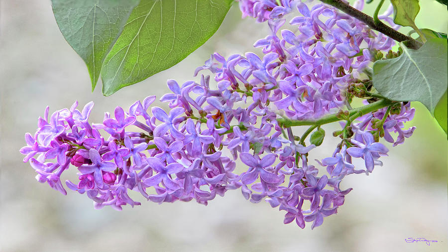 Lilac Cluster Photograph by Skip Tribby