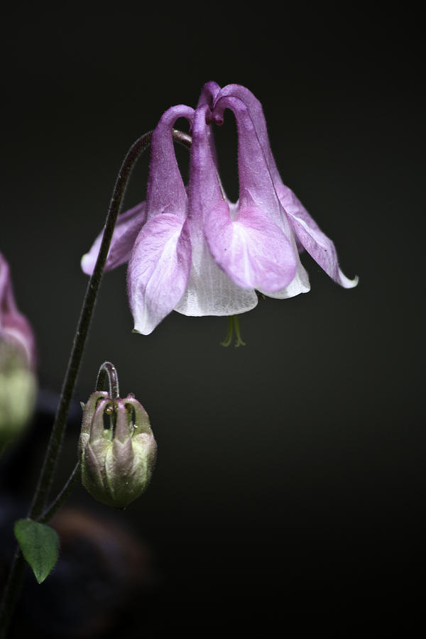 Lilac Columbine 2 Photograph by Teresa Mucha