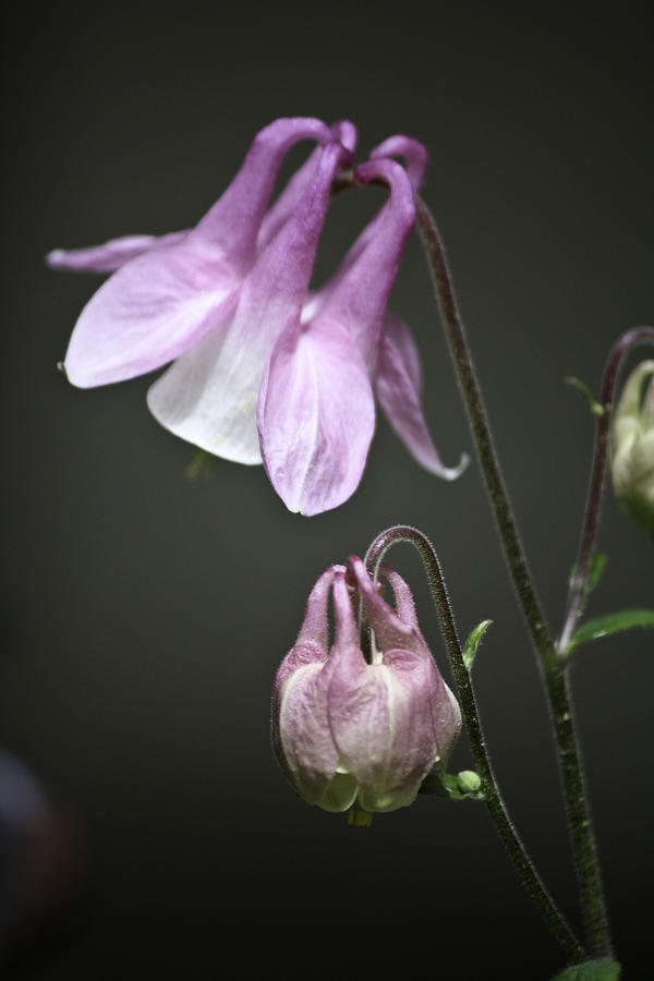 Spring Photograph - Lilac Columbine 3 by Teresa Mucha