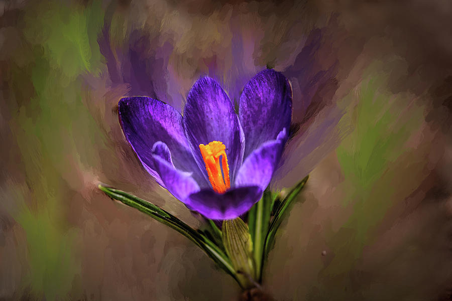Lilac crocus abst.#h4 Digital Art by Leif Sohlman