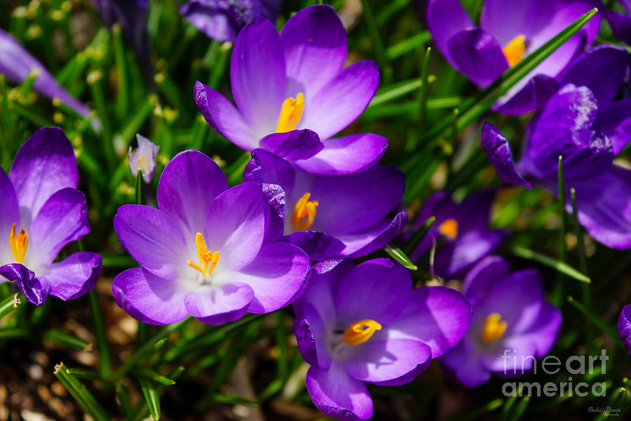 Lilac Crocuses Photograph by Jennifer White