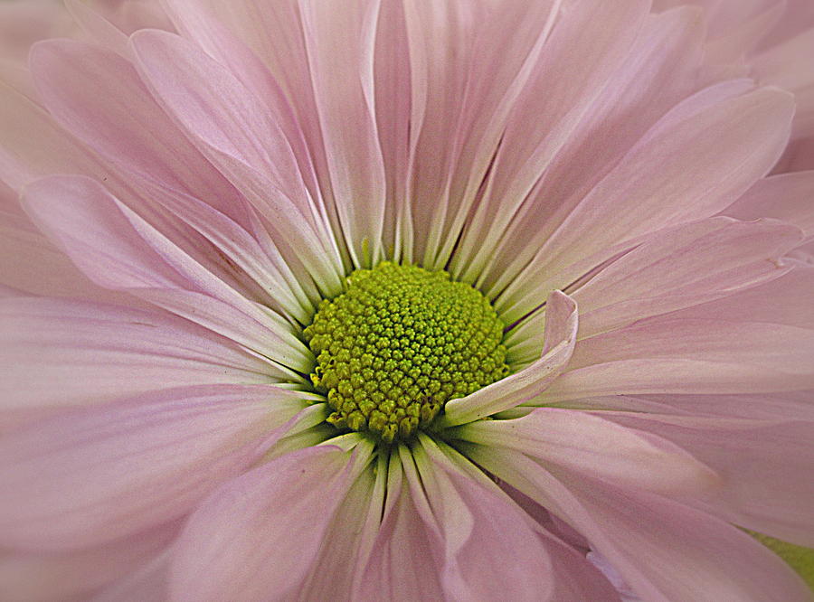 Flower Digital Art - Lilac Daisy Macro by Bonita Brandt