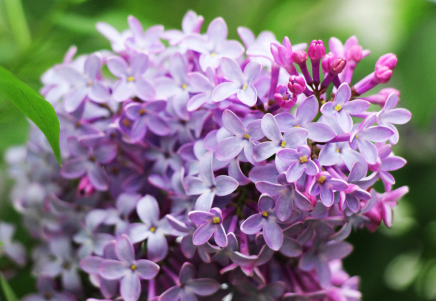 Lilac Day Photograph by Iryna Goodall - Fine Art America