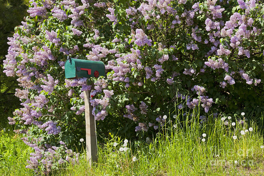 Lilac Delivery Photograph by Alan L Graham