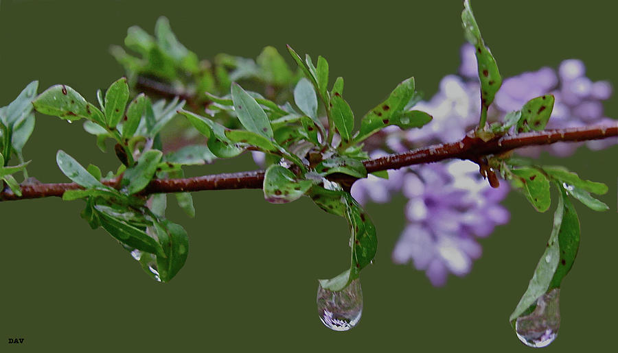 Lilac Dew Drops  Photograph by Debra     Vatalaro
