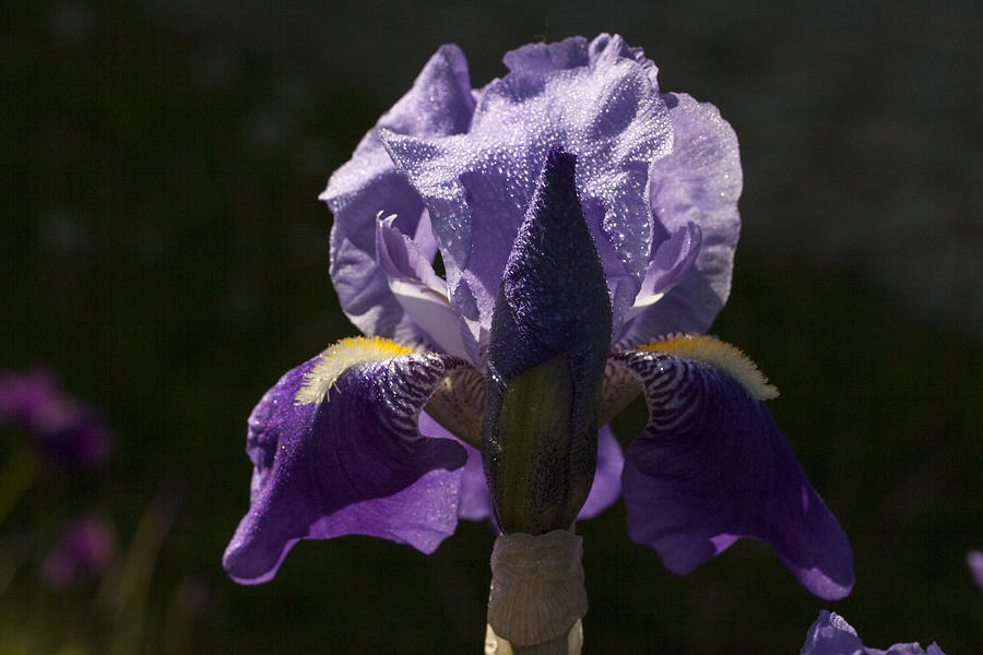 Iris Photograph - Lilac by Doug Norkum