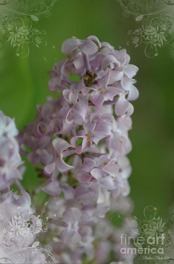 Lilac Dreams with corner decorations Photograph by Debbie Portwood