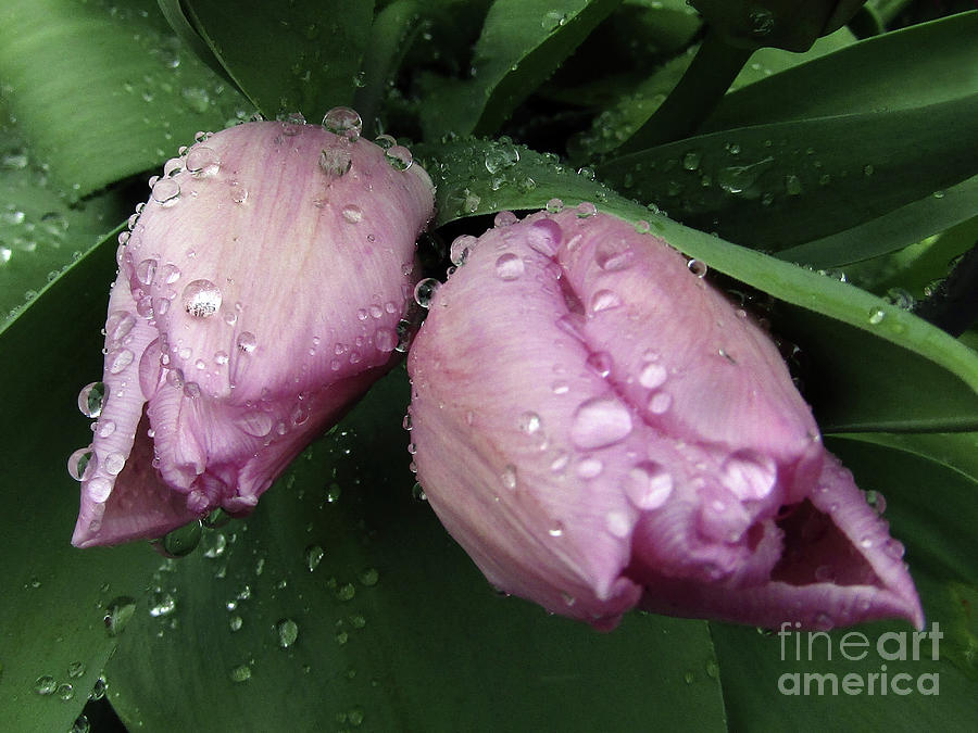 Lilac Drops 2 Photograph by Kim Tran