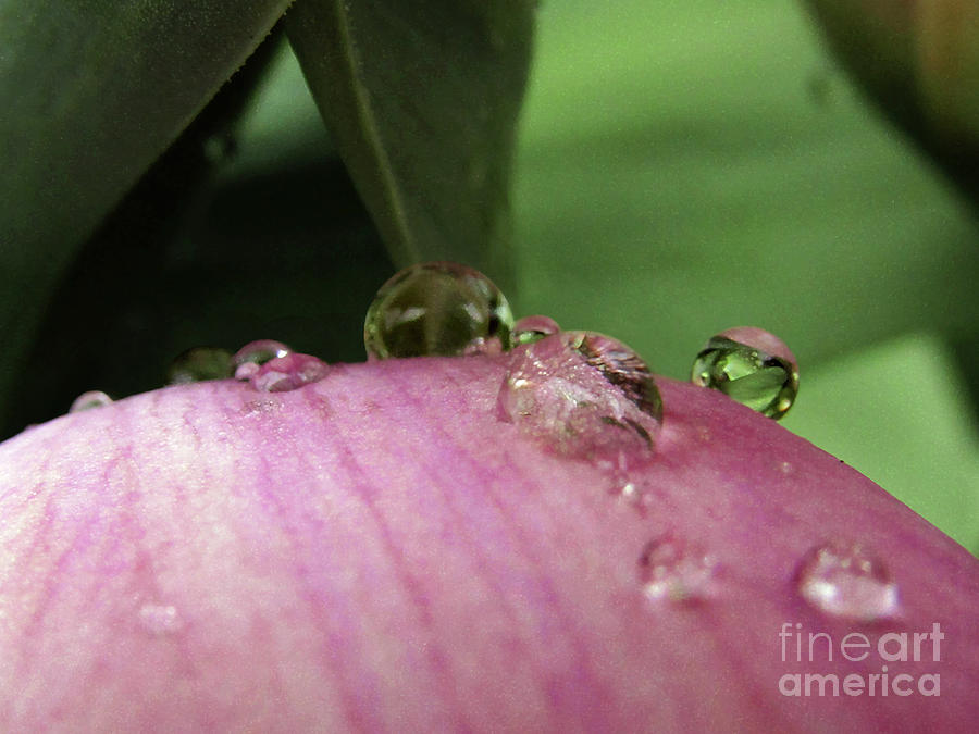Tulip Photograph - Lilac Drops Macro by Kim Tran