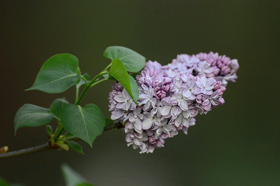 Lilac Flower Bloom In Spring 061120154767 Photograph