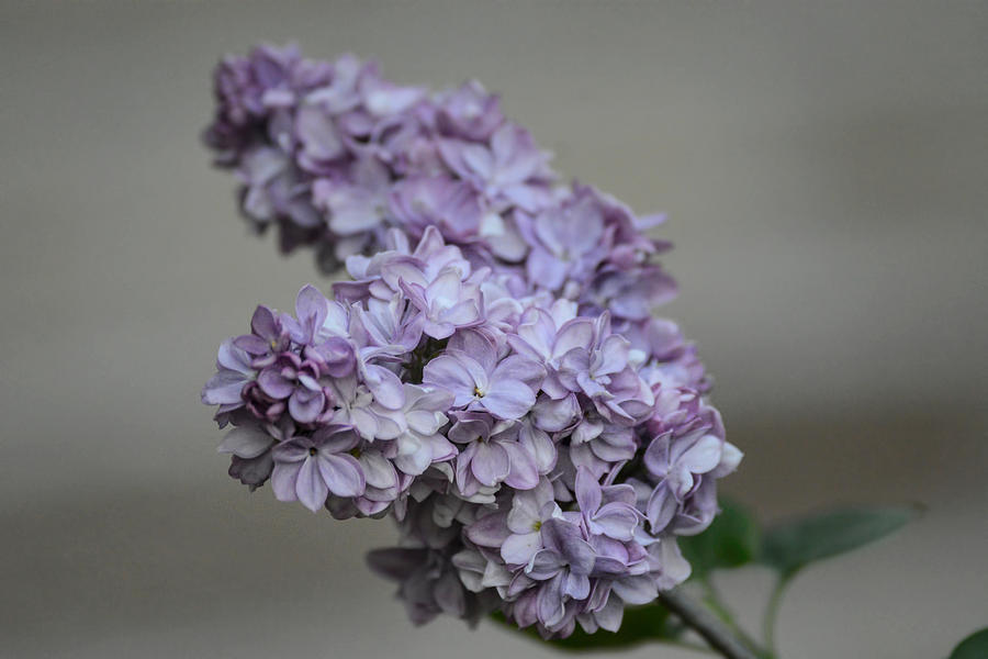 Lilac Flower Bloom On A Cloudy Day 061120154760 Photograph
