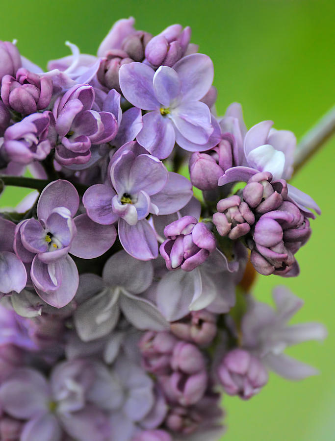 Lilac Flower Blooms On Lime Background 061120154794 Photograph