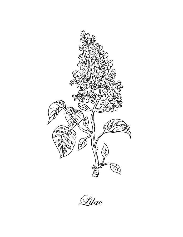 Lilac Flower Botanical Drawing Black And White Drawing by Irina Sztukowski