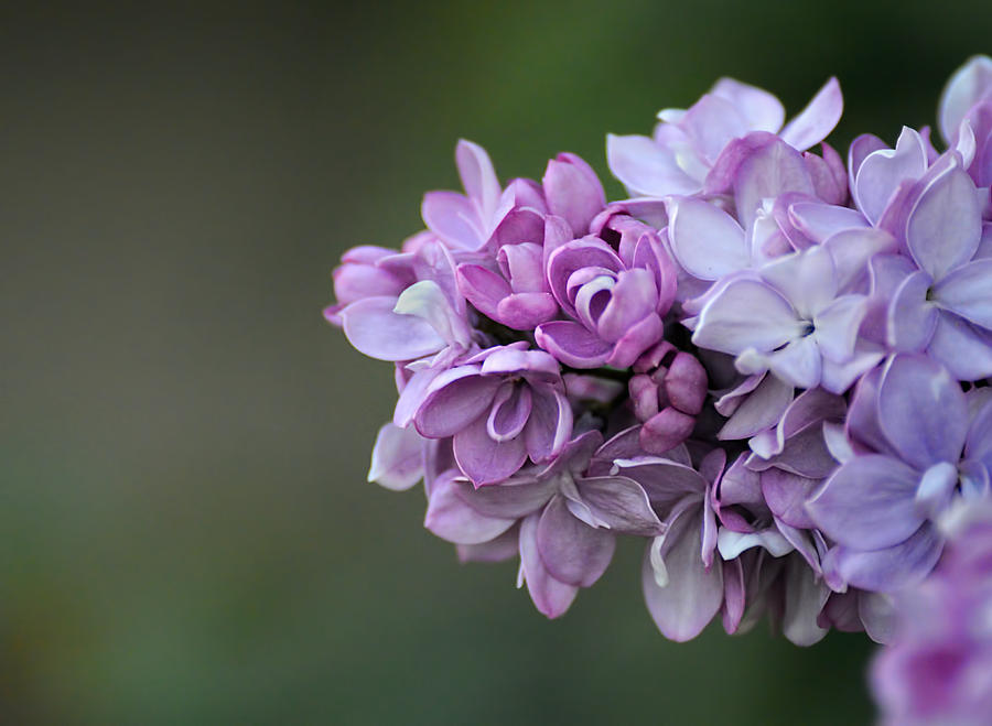 Lilac Flower Close Up 061120154779 Photograph