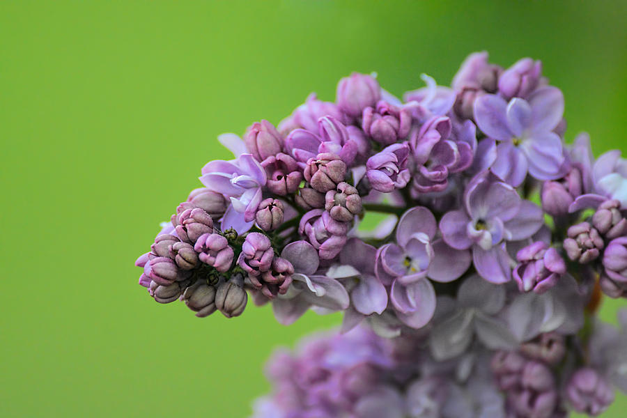 Lilac Flower On Green 061120154793 Photograph