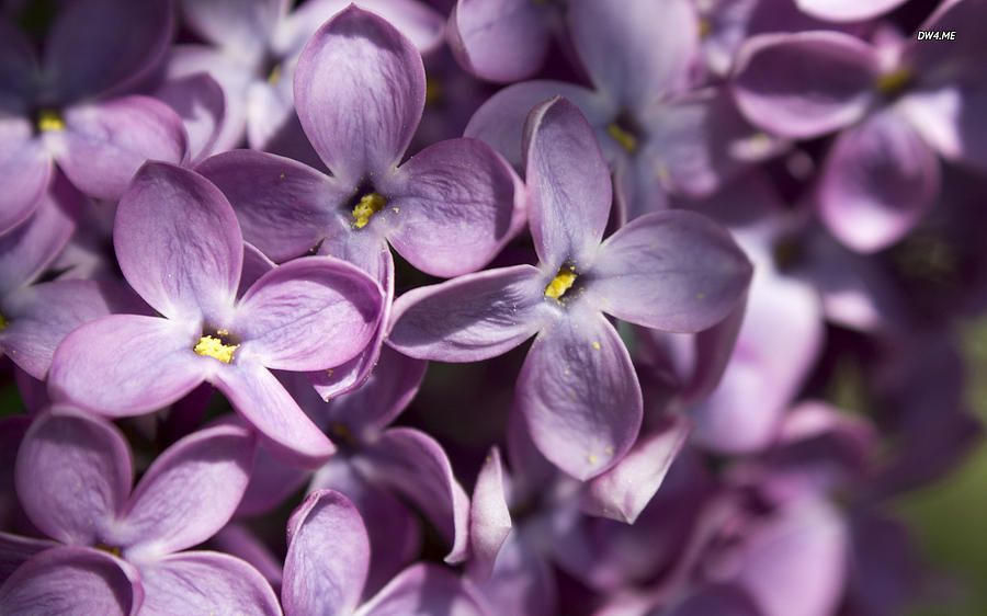 Lilac Flower Photograph by Pankaj Jha Deutsche Bank - Pixels