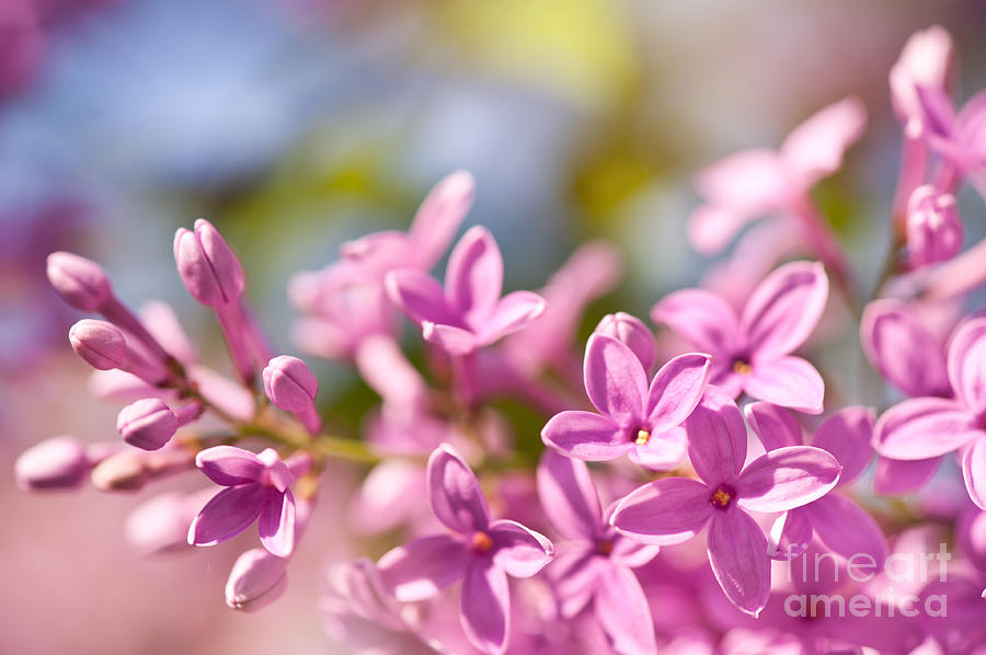 Lilac Flowerets Bright Pink Photograph