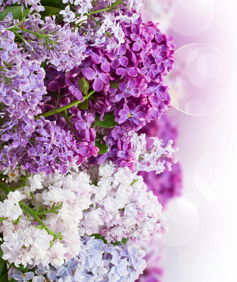 Lilac Flowers Photograph by Anastasy Yarmolovich