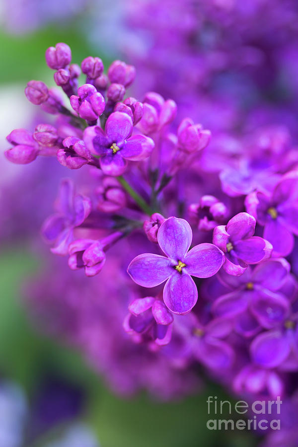 Lilac Bloom Photograph by Anastasy Yarmolovich