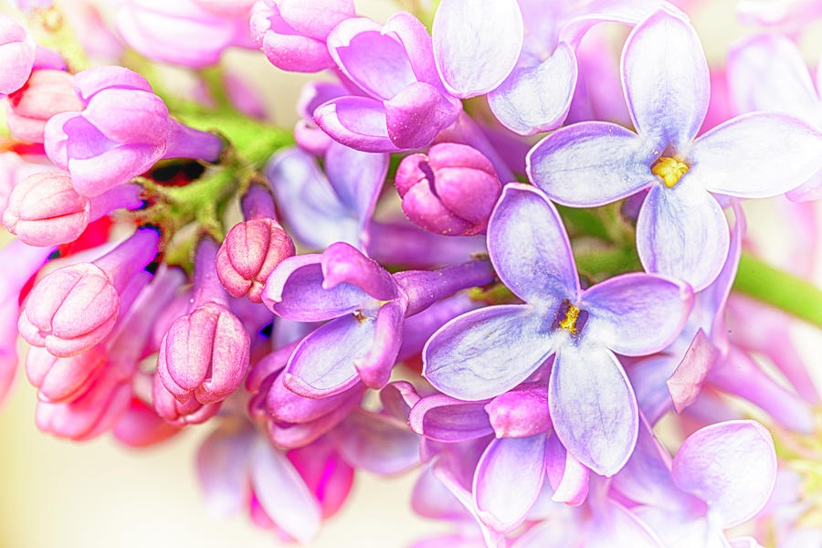 Lilac Flowers Photograph by John Williams