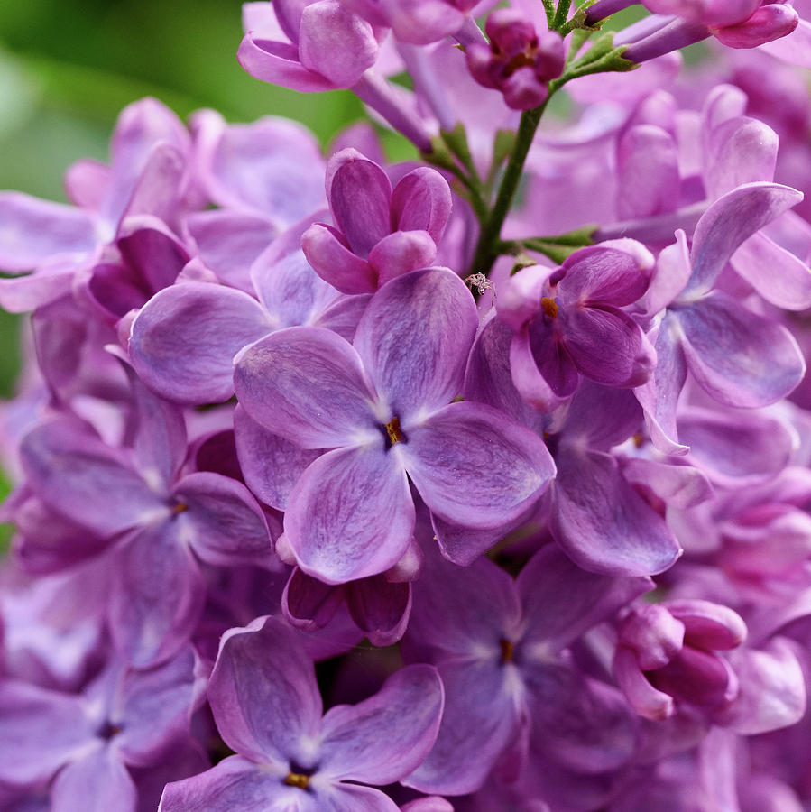 Nature Photograph - Lilac flowers by Jouko Lehto