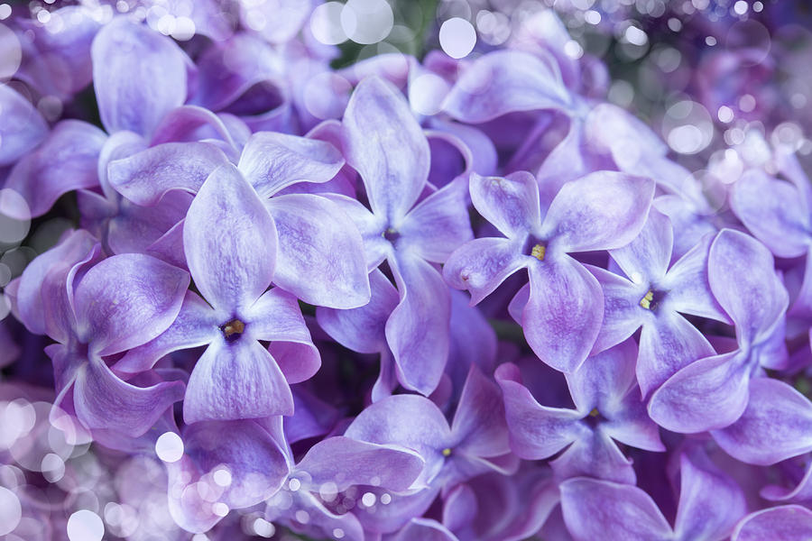 Easter Photograph - Lilac Flowers Macro by Anastasy Yarmolovich