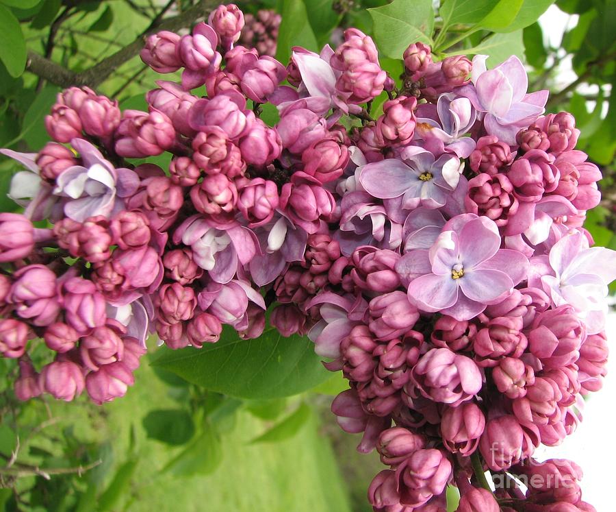 Lilac Flowers Macro Highland Park Rochester New York Photograph by Rose Santuci-Sofranko