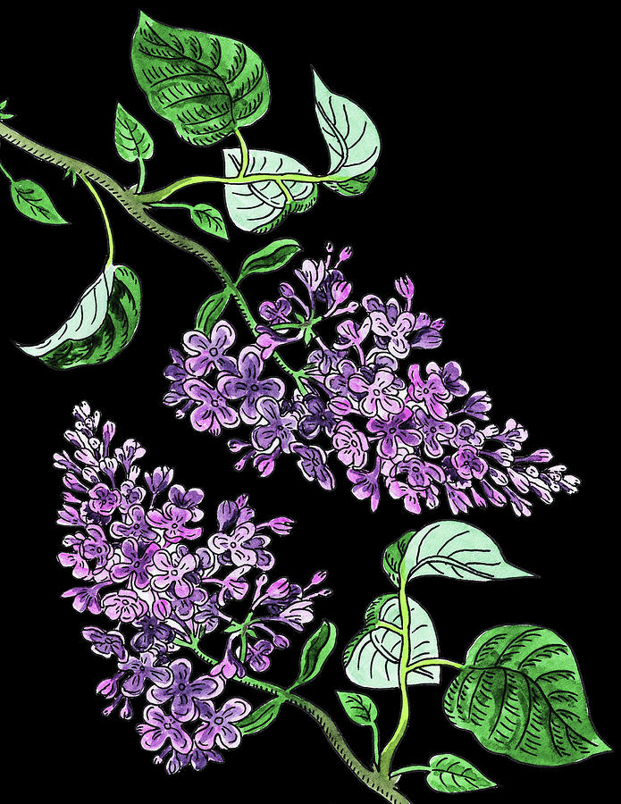 Lilac Flowers Watercolour Painting