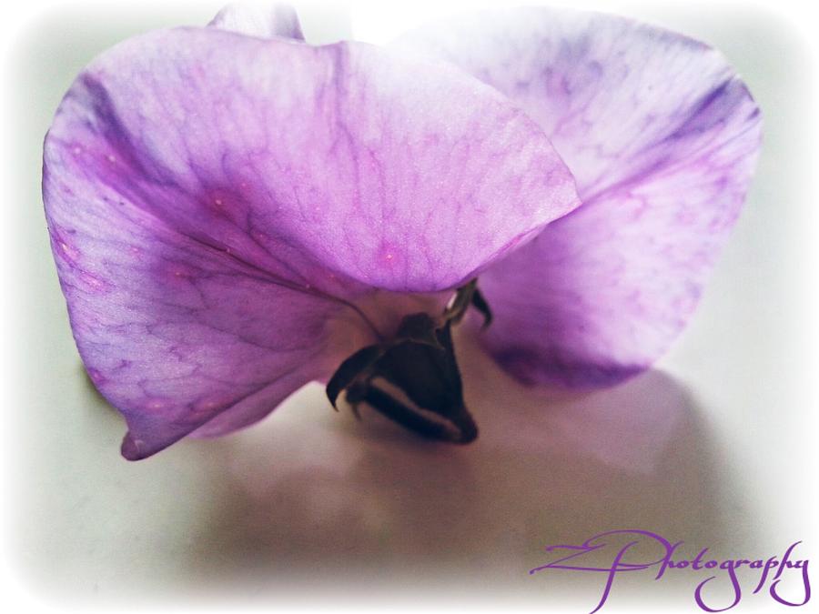 Flower Photograph - Lilac glow by Z Photography