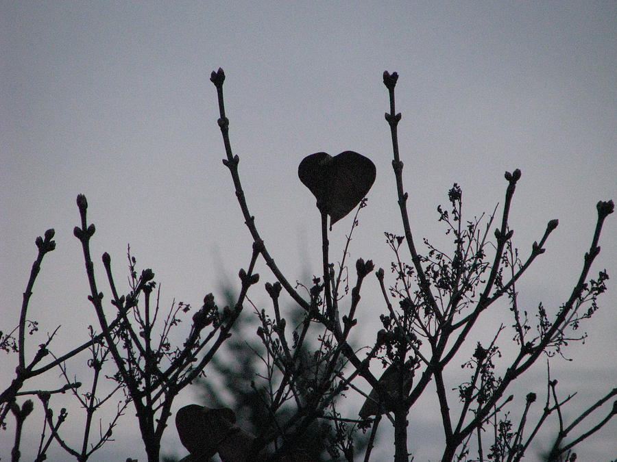 Winter Photograph - Lilac Heart by Judyann Matthews