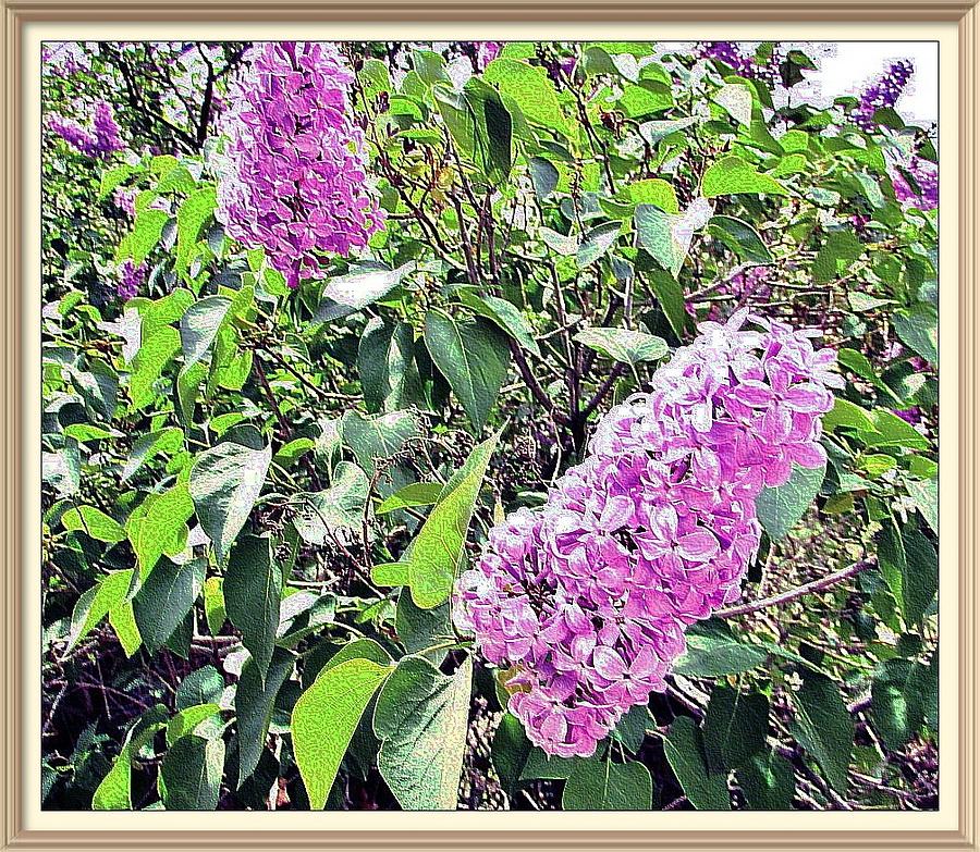 Lilac In Spring Photograph by Marilyn Diaz
