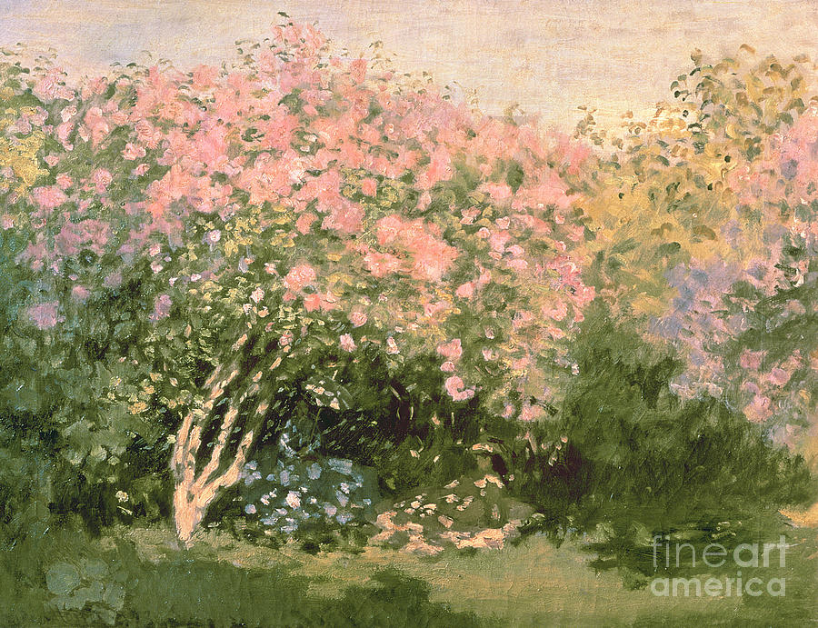 Lilac In The Sun Painting by Celestial Images