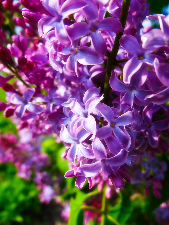 Lilac in the Sun Photograph by Julia Wilcox