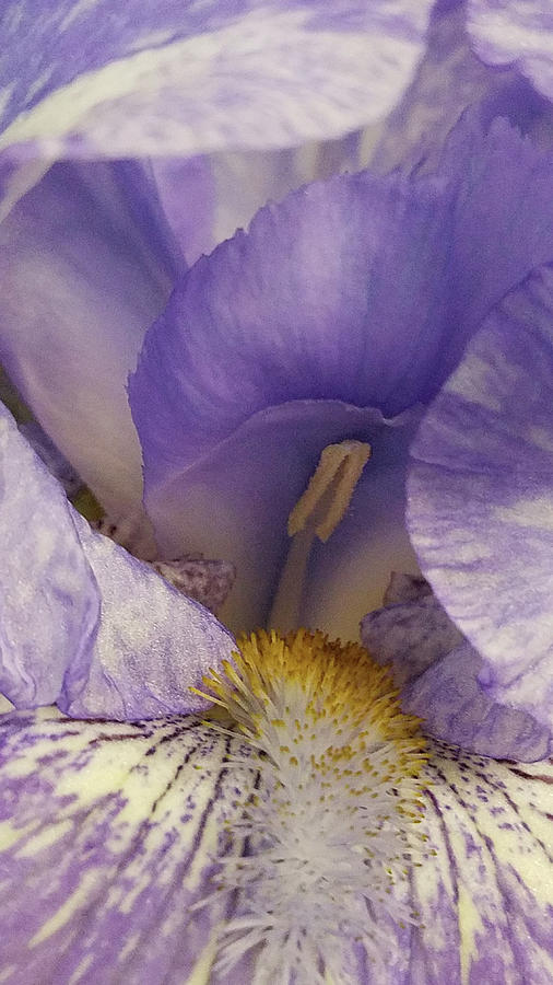 Lilac Iris Dream Photograph by Caryl J Bohn
