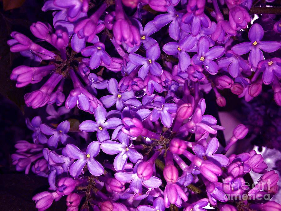 Lilac Photograph by Jasna Dragun