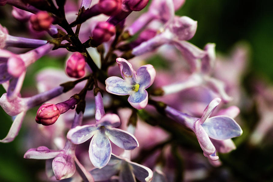 Lilac Photograph by Jay Stockhaus