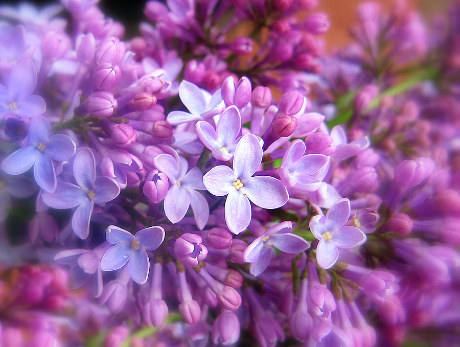 Flower Photograph - Lilac by Jessica Jenney